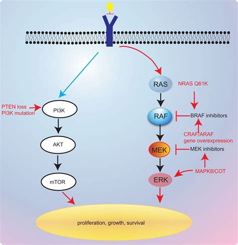 treatment for braf mutation